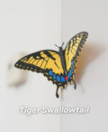 Magnetic Tiger Swallowtail Butterfly